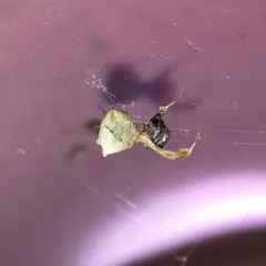 Featherlegged Orbweaver thumbnail 2