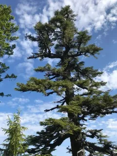 red fir thumbnail 2