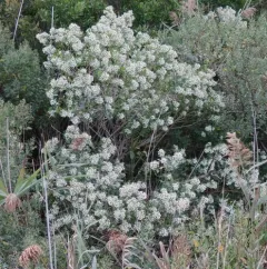 groundsel tree thumbnail 2