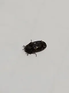 Megatoma variegata thumbnail 4