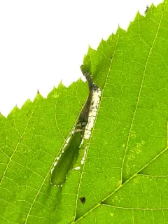 Wrinkled Hophornbeam Blotch Miner Moth thumbnail 2