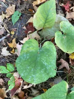 Golovinomyces eurybiarum thumbnail 1