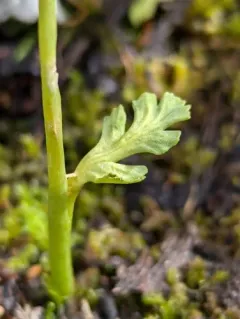Mountain Moonwort thumbnail 2
