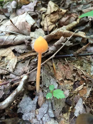 Entoloma salmoneum