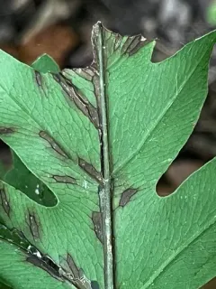 Uredinopsis americana thumbnail 2