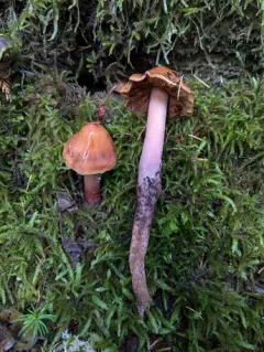 Phaeocollybia redheadii thumbnail 1