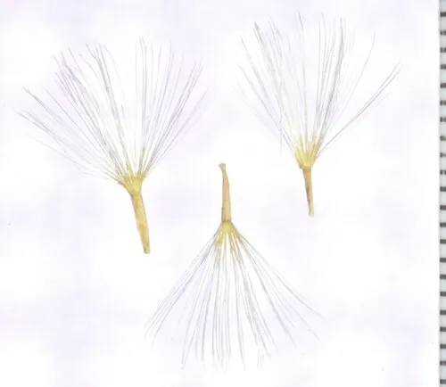 Thorny Skeletonweed