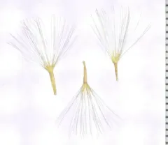 Thorny Skeletonweed thumbnail 1