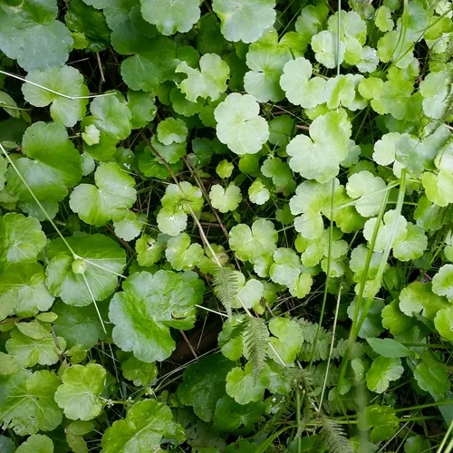 American Water-pennywort