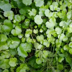 American Water-pennywort thumbnail 1