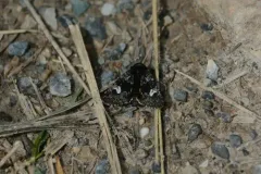 Coranarta macrostigma thumbnail 4