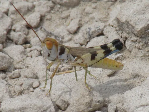White Cross Grasshopper