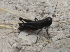 Ebony Grasshopper thumbnail 3