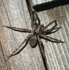 Gladicosa pulchra thumbnail 3