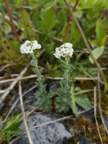 Hoary Whitlowgrass