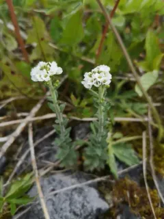 Hoary Whitlowgrass thumbnail 1