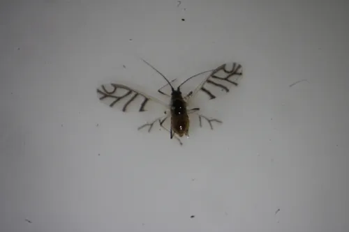 Onion Aphid