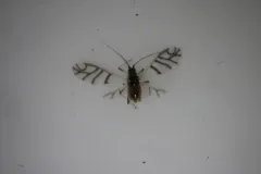 Onion Aphid thumbnail 1