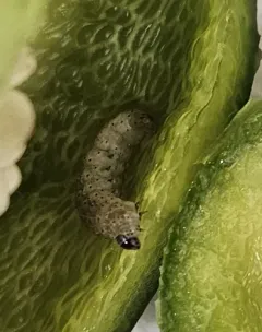 Pea Moth thumbnail 2