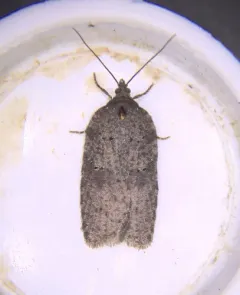 Acleris caliginosana thumbnail 4