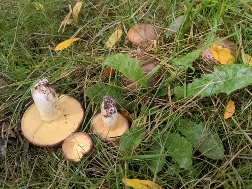 Suillus collinitus