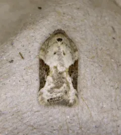 Forbes' Acleris Moth thumbnail 4