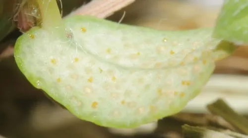 Chamaesyce Rust