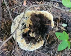 Hydnellum mirabile thumbnail 3