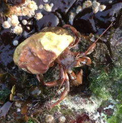 Acadian hermit crab thumbnail 1