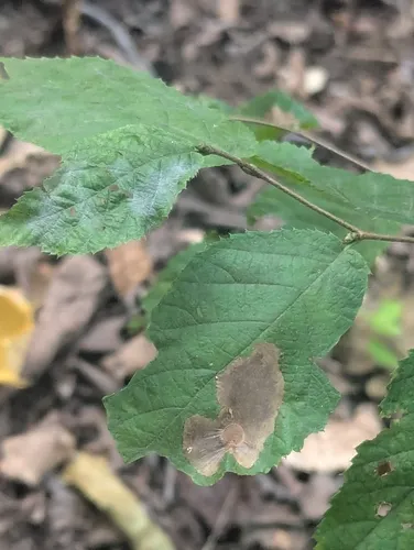 Erysiphe ostryae