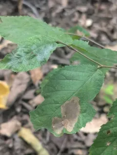 Erysiphe ostryae thumbnail 1