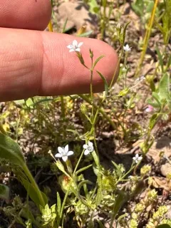 Miniature Gilia thumbnail 2