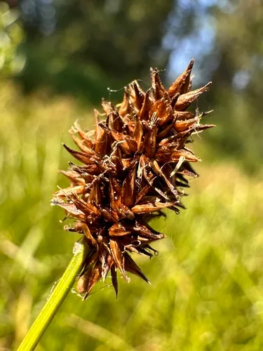 Jones' sedge