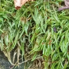 seductive entodon moss thumbnail 3