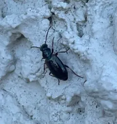 Kindred Ground Beetle thumbnail 4