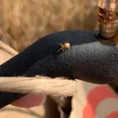 Openfield Orbweaver thumbnail 3