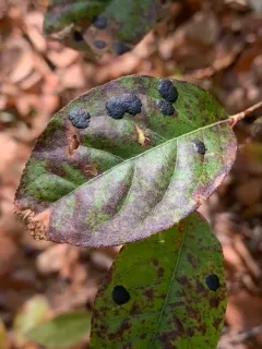 Rhytisma decolorans thumbnail 2