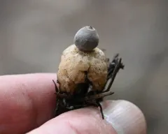 Four-rayed Earthstar thumbnail 4