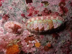 Blue Lined Chiton thumbnail 2
