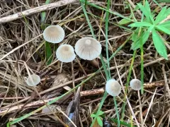 Mycena rebaudengoi thumbnail 3