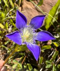 Mendocino gentian thumbnail 1