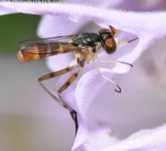 Stylogaster neglecta thumbnail 4