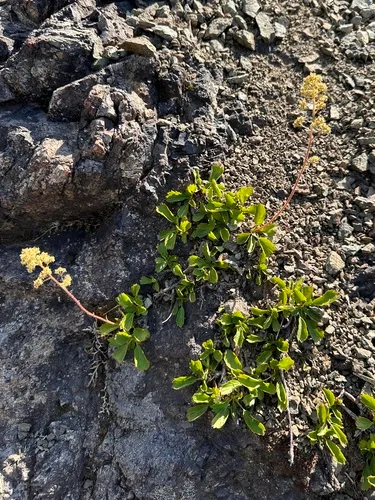 Strawberry-leaf Saxifrage