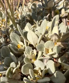 ternate buckwheat thumbnail 2