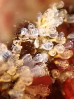Yellow Social Ascidian thumbnail 4