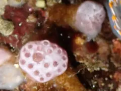 Mushroom Tunicate thumbnail 3