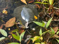 Chinese Softshell Turtle thumbnail 4