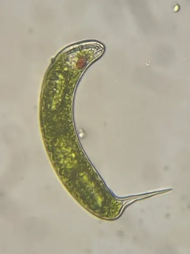 Lepocinclis oxyuris