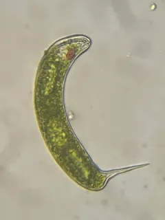 Lepocinclis oxyuris thumbnail 1