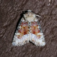 Bridgham's Brocade Moth thumbnail 2